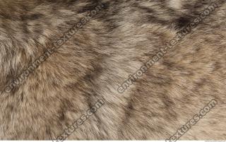 photo texture of fur 0020